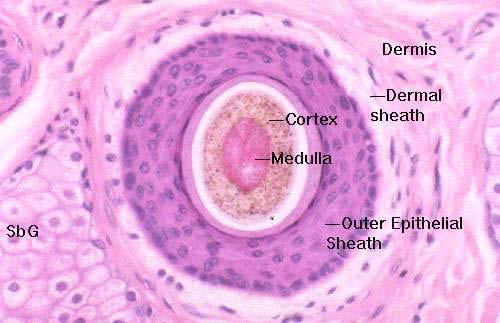 Cross Sectional Anatomy (center to periphery) Cortex Thick layer of elongated keratinocytes formed from matrix cells Makes up the bulk of the