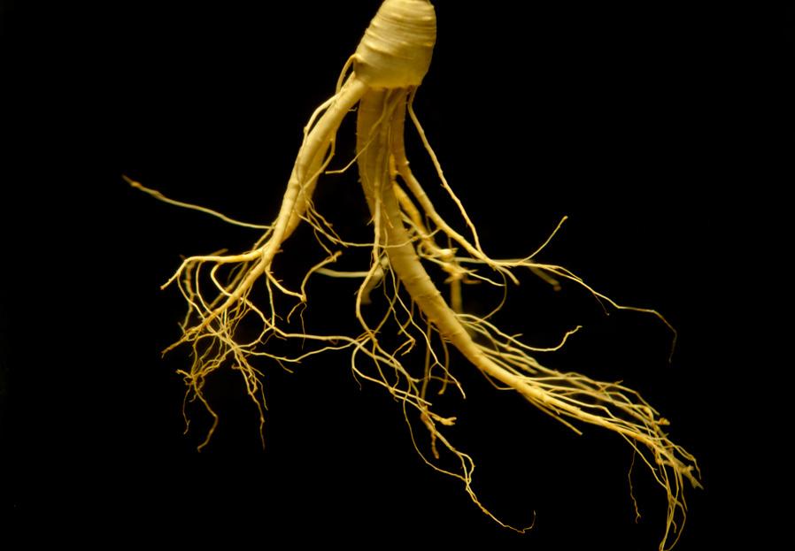 ginseng plant is known for its ability to strengthen the immune system and support health and vitality.