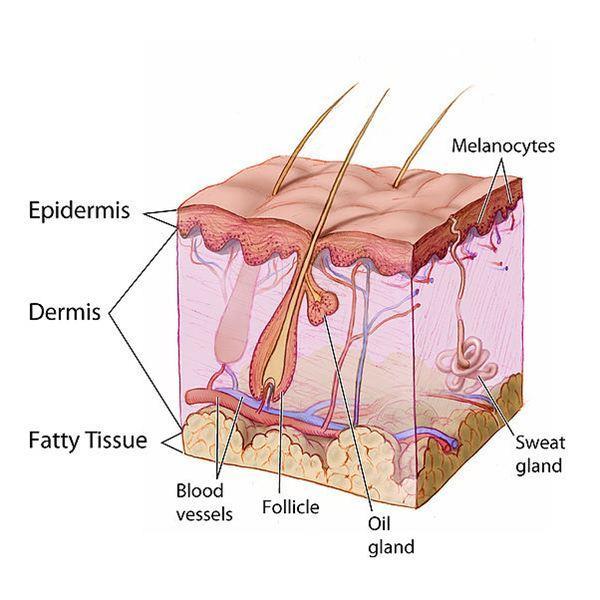 other cells of the epidermis allow as to feel the sensation of touch, and protects us from foreign invaders like germs and bacteria. 1 The second layer of the skin is called the dermis.