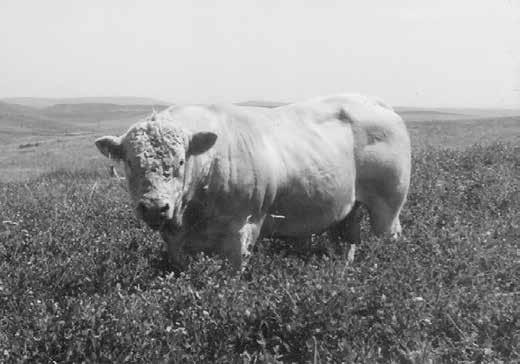 WELCOME TO THE COBB RANCH 48TH SPRING BULL SALE A.B. Buddy Cobb and Cecile Cobb bought their first Charolais in 1954 after seeing the white cattle in Arizona and were impressed by how well they did on the desert there.