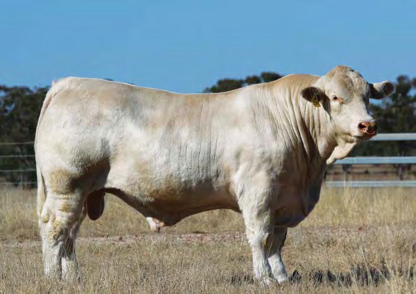 Lunar Rise (AI) (HOMOZYGOUS POLLED) Lot 2 24th Annual on Property Bull Sale Yuleba, Qld Enquiries to: Ian Price 07 4623 5215 Mobile: 0427 235 215 Ivan