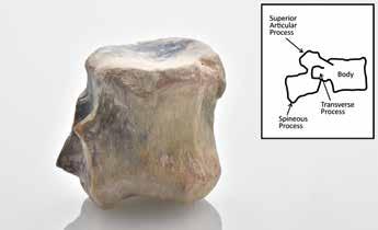 SSEF RESEARCH STUDY OF AN OPALISED DINOSAUR VERTEBRA Recently, the Swiss Gemmological Institute SSEF received an exceptional opalised dinosaur vertebra for study.