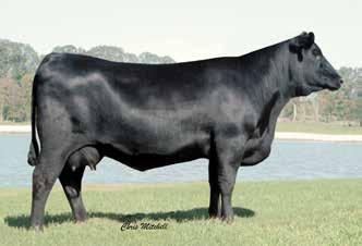 Precision 2168. This female has a progeny production record of BR 2@88 and stems from a dam that records WR 2@120, YR 2@112 and UREA 73@103. Bred to calve October 9, 2016 to SAV RENOWN 3439.