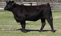 Design 1200 +7 +1.9 +67 +126 +26 +1.05 +.79 +68.22 +191.99 Offered By Britt Farm Without question one of the top females ever produced in the Britt program.