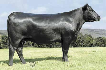 in the dynamic Edisto Pines herd and is a full sister to VAR Upfront 0392, the Accelerated Genetics superstar owned by Kiamichi Link and Vintage.