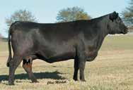 2114 Offered By Britt Farm A direct daughter of SydGen CC&7 back to the $40,000 featured FFF/LLF Blackcap 901, a proven donor females in the Seven T program that stems back to the $120,000 GAR Ext