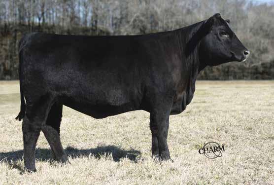 T h e Lucy Family 17 Cow AAA# 18175419 10/4/2014 Tattoo: 4936 BOBOLucy 9660 Britt Lucy 4936 Mytty In Focus A A R TEN X 7008 S A A A R Lady Kelton 5551 BO BO LUCY 9660 Basin Lucy 6433 / Dam of Lot 17