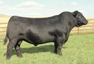 85 Offered By Britt Farm Selling Choice of Lots 19-19C 19B Cow AAA# 18387002 11/22/2015 Tattoo: 5209 Britt Ms Resource 5209 These featured four ET heifer calves by the record-selling Genex leader,