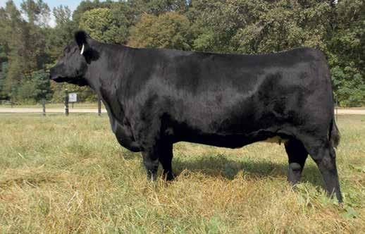 If you are in need of performance, look no further. She is wrapped in the makings of a great brood cow. Her dam and sire are favorably recognized across the country.