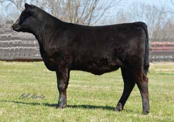 78 Offered By Bramblett This special sale attraction is a direct daughter of SAV Momentum 9274 from the famous Elrod and Tolbert foundation Blackcap female, Tehama Blackcap N577.