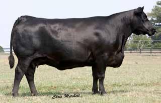 58 Cow AAA# 18386828 9/18/2014 Tattoo: B01 28 Miss Superiority B01 S A V Final Answer 0035 S A V PRIORITY 7283 S A V Blackcap May 5530 B/R New Frontier 095 TRIPLE R - JWR - S1 BCF 7Z24 Blackbird P41