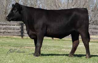 89 Offered By Britt Farm A daughter of SAV Momentum 9274 back to a daughter of Mytty In Focus. A low birth weight, high-maternal female that had an individual weaning ratio of 105.