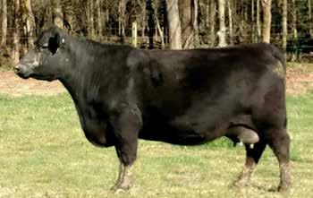 7 +57 +104 +27 +.49 +.78 +57.23 +114.89 Offered By Britt Farm This direct daughter of Summitcrest Complete 1P55 stems back to a Final Answer daughter and the ever popular Everelda Entense family.