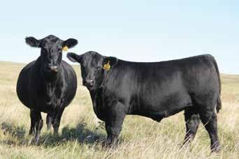 Resolve will play a major role in the future of Britt Farm for the production of cattle with added dimension, growth and power needed to make commercial bulls and females with more width