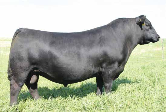 S A V Momentum 9274 / Reference Sire B R e f e r e n c e Sires Owned By Elrod / Tolbert, Casey Green Cattle, ZWT Ranch and Schaff Valley SAV Momentum 9274 was the top selling Net Worth son of the