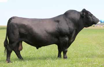 These sons are thick made, easy fleshing, huge testicled bulls that hold up well when out on cows. It is never to late to use a proven sire of this magnitude.