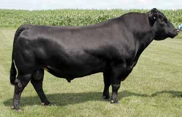 R e f e r e n c e Sires E Reference Sire Bull AAA# +16924332 12/19/2010 Tattoo: 1X74 WR JOURNEY-1X74 / Reference Sire e WR Journey-1X74 C A Future Direction 5321 B/R FUTURE DIRECTION 4268 B/R Ruby
