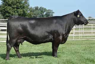 Deer Valley Annual Production Sale, Deer Valley Old Hickory; he is a featured member of the Select Sires AI stud.