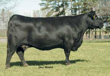 50 Offered By Britt Farm A direct daughter of AAR Ten X 7008 SA back to a daughter of Sitz Upward 307R back to the $500,000 valued GAR Precision 810.