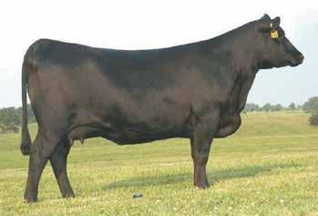 57 Offered By Britt Farm A powerful daughter of SAV Momentum 9274, the featured herd sire in the Britt and Bramblett programs and a direct son of the featured SAV Emblynette 3301, stems back to the