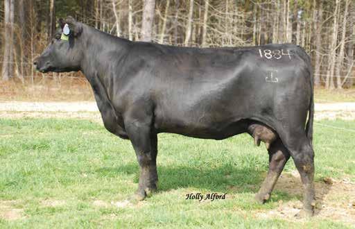 47 +60.34 +105.35 Offered By Britt Farm A direct daughter of SAV Momentum 9274 that stems back to the record-selling and $250,000 GAR Precision 819.