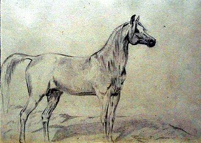 Fig. 15 Francziszek Targosz, Arabian horse, Pencil on cardboard 21 x 29.