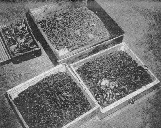Collection of the Auschwitz- Birkenau State Museum. Fig.
