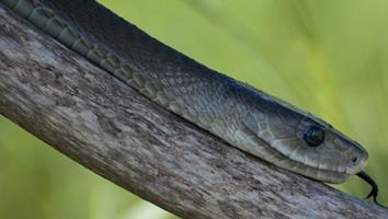 The second snake I chose is a Black Mamba of which there are many variants. So I chose a picture to work from.