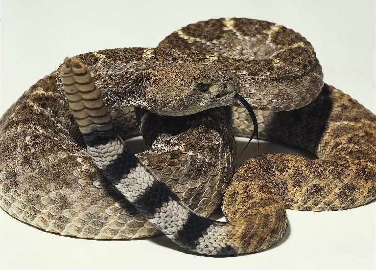 species having the black and white banded tail. Thanks to the internet I found several pics of rattlers.