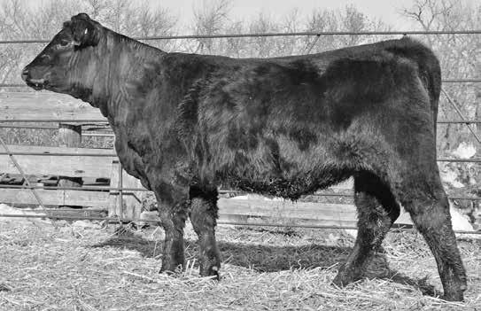 104R RRF RED ROBIN 18L RRF ROBINETTA 2N RRF ROBINETTA 9K ADJ /RATIO 628/103 48 88 When we bought the Z bar 7 cattle we made sure and grab all of the full blood cows that were available, this heifer