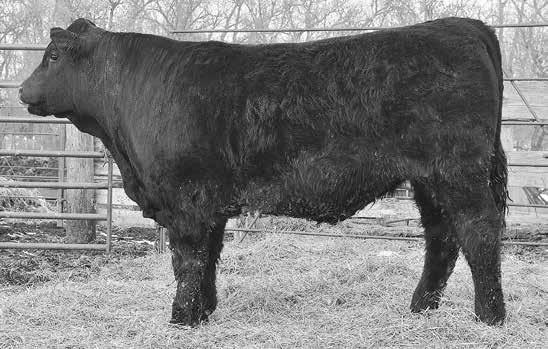 Salers Yearling Bulls LOT 7 BODINES ROCKSTAR D370 LOT 7 NJF ISS ERCURY 370A ACT 94 4.0 Wide topped moderate bull.