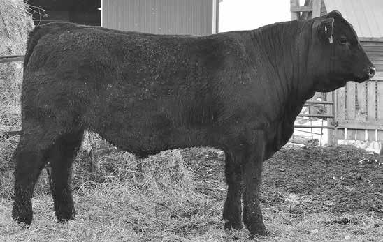 Salers Yearling Bulls LOT 10 ZBR ROBIN 336A ACT 87 3.6 LOT 11 TSB GINGER 3Y ACT 85 2.5 LOT 12 BODINES ROCKSTAR D104 LOT 12 AC WHITNEY 104W ACT 91 3.