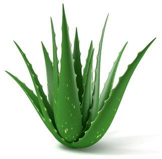 Ashtipachak vati, Pittashamak Vati, Triphala Vati, Astivardhak, are effective on hair loss Here are some natural foods that will help you prevent your hair fall Aloe Vera - It s important to note