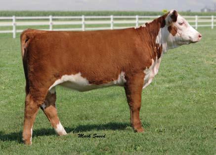 She is also a full sib to our herd sire DeLHawk KO Cash 0803 that we are using heavily. These sibs have National Champion honors and many National division champions.