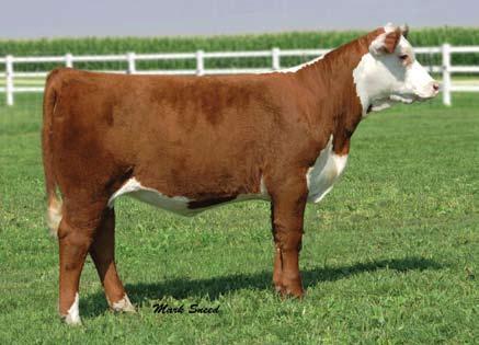 1 (P+); WW 48 (P); YW 79 (P); MM 15 (P); M&G 39 Darby is a February polled NLC 146 Pistol Pete 717 ET heifer that will be found quickly on sale day.