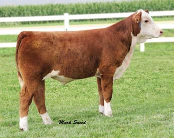 39A Steer calf by Durango.