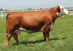 VICTORY 600 ET {DLF,IEF} BR DM CHANNING ET {CHB}{IEF,DLF} C MS PURE GOLD 2003 Sire: BW 4.0 (.71); WW 50 (.58); YW 77 (.53); MM 18 (.17); M&G 43 Dam: BW 3.9 (.19); WW 55 (.19); YW 91 (.19); MM 28 (.
