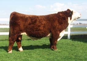 Reference Sires REF A sire CH ENUFF PROPHET 2913 42314202 Calved: Sept.