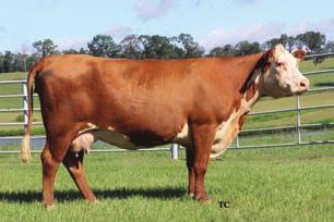 LINE ONE FEMALES 27 29 CHURCHILL LADY 2169Z - Lot 26 CHURCHILL LADY 3137A Calved: 01/31/2013 Cow 43376934 Tattoo: 3137 Horned CL 1 DOMINO 637S 1ET CL 1 DOMINO 955W 42982422 CL 1 DOMINETTE 5152R GH