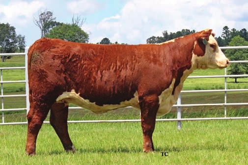 2328 X STAR TAKIN ON DA DREAM 300Y DAUGHTERS 33 RMB 2328 SOUTHERN BELL 894D ET Calved: 08/11/2016 Cow P43786384 Tattoo: 894D Polled WHITEHAWK 4R REVOLUTION 2328 +$ 23