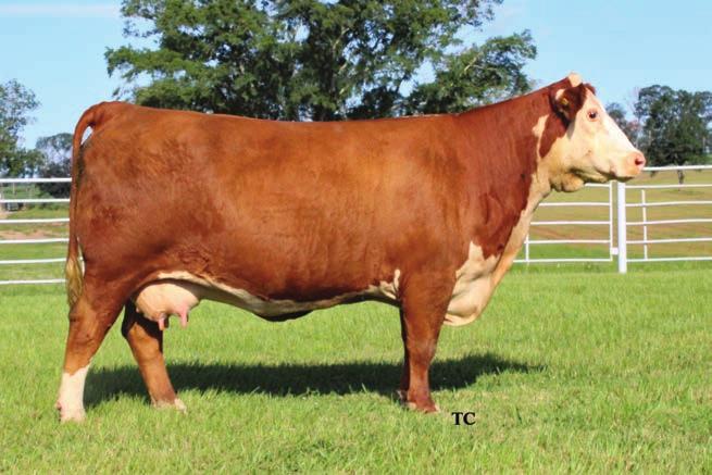 WHR & RMB retain 1 flush of 6 eggs. At buyer convenience in 2018. Retaining 2017 bull calf. Bred A.I.