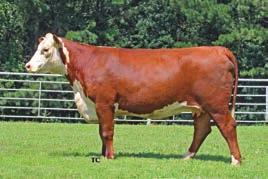 DNA tested Homozygous Polled. ADJ REA 16.88, RATIO 144, ADJ IMF 3.99, RATIO 13 Offering spring possession and 1/3 revinue sharin Homozygous polled.
