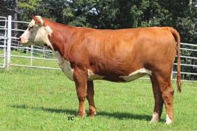 74A CHOICE OF 4013 YEARLING HEIFERS WHR 4013/711 BEEFMAID 222D Calved: 08/30/2016 Cow P43729517 Tattoo: 222D Polled EFBEEF TFL U208 TESTED X651 ET INNISFAIL WHR X651/723 4013 ET +$ 26 P43541960