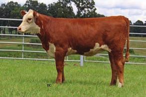 CHOICE OF 4013 X 142X SPRING HC 76A RMB 4013 SOUTHERN BEL 104E ET Calved: 02/17/2017 Cow P43774502 Tattoo: 104E Polled EFBEEF TFL U208 TESTED X651 ET INNISFAIL WHR X651/723 4013 ET P43541960