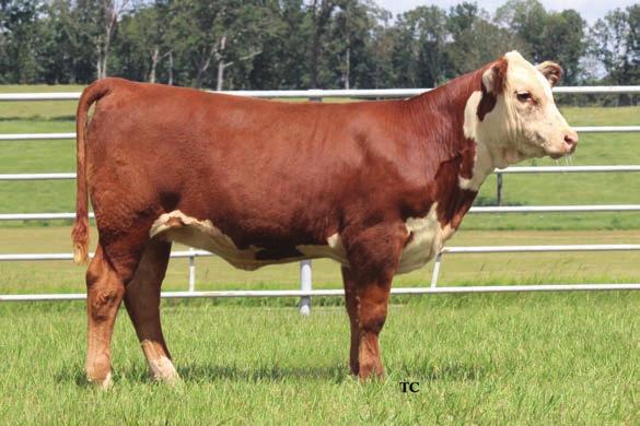 EXCEDE X X325 ET DAUGHTERS 78A RMB Z426 SOUTHERN BELL 162E ET Calved: 04/01/2017 Cow P43784734 Tattoo: 162E Polled TH 133U 719T UPGRADE 69X MOHICAN THM EXCEDE Z426 +$ 26 P43292949 NJW M326