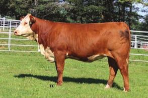 25 Sells Open WHR 918/S32 BEEFMAID 173D ET Calved: 08/05/2016 Cow 43727578 Tattoo: 173D Horned HH ADVANCE 7034T ET GRANDVIEW CMR HAWK L1 ADV 918X 42980884 HH MISS ADVANCE 6083S PW VICTOR BOOMER P606