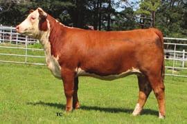 27 Sells Open SELLING CHOICE OF 79A AND 79B WHR 918X/S32 BEEFMAID 162D ET Calved: 08/02/2016 Cow P43724873 Tattoo: 162D Polled HH ADVANCE 7034T ET GRANDVIEW CMR HAWK L1 ADV 918X 42980884 HH MISS
