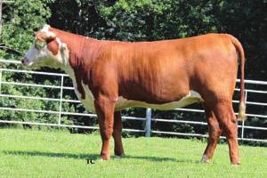 25 Sells Open WHR 918/S32 BEEFMAID 185DET Calved: 08/08/2016 Cow P43729238 Tattoo: 185D Polled HH ADVANCE 7034T ET GRANDVIEW CMR HAWK L1 ADV 918X 42980884 HH MISS ADVANCE 6083S PW VICTOR BOOMER P606