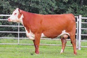 Maternal sister to Lots 87A,B,C,D and Lot 88. We purposely left 301Z and 830C open to flush this fall. Offering full interest.