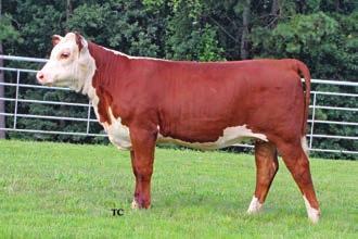 3 +63 +0.013 +0.23 +0.44 98 CHURCHILL HOMETOWN 5344C Service Sire of Lots 98 and 99.